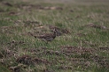 Whimbrel - B